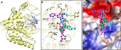 Repurposed drugs as histone deacetylase 8 inhibitors: Implications in cancer and neuropathological conditions